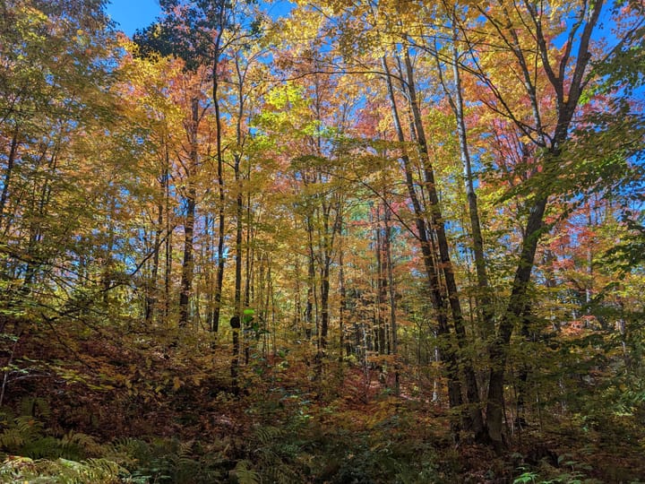 Iron Wi 40 Acres Land For Sale Property25