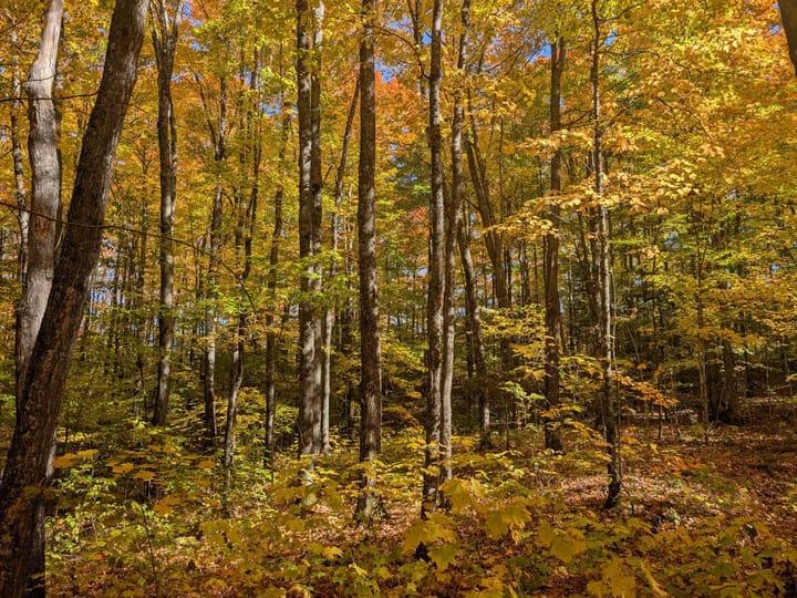 Iron Wi 40 Acres Land For Sale Property21