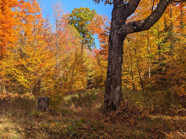 Iron Wi 40 Acres Land For Sale Property4