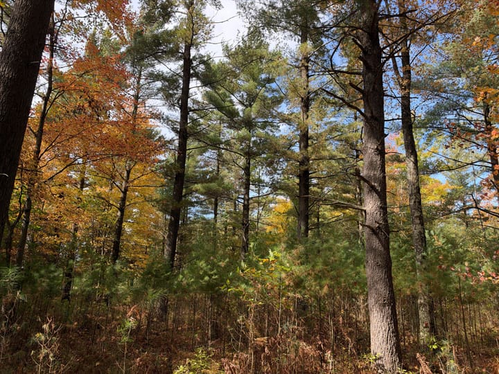 Wood Wi 80 Acres Land For Sale Property22