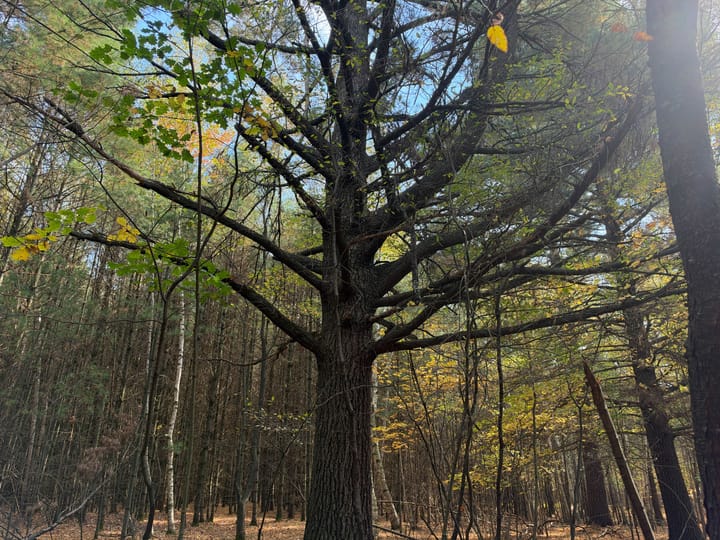 Wood Wi 80 Acres Land For Sale Property14