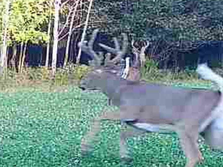 Wood Wi 80 Acres Land For Sale Wildlife9