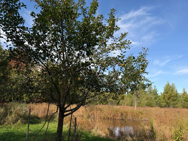 Wood Wi 80 Acres Land For Sale Property7