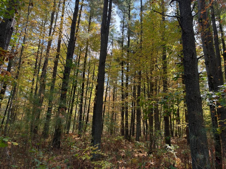 Wood Wi 80 Acres Land For Sale Property17