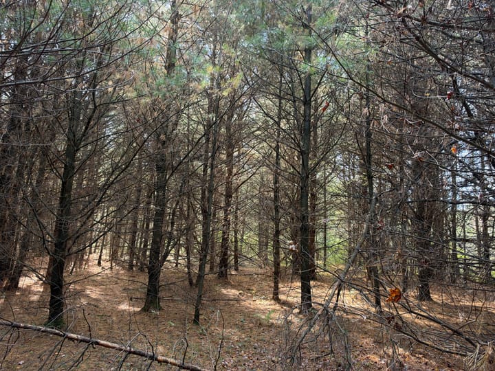 Wood Wi 80 Acres Land For Sale Property13