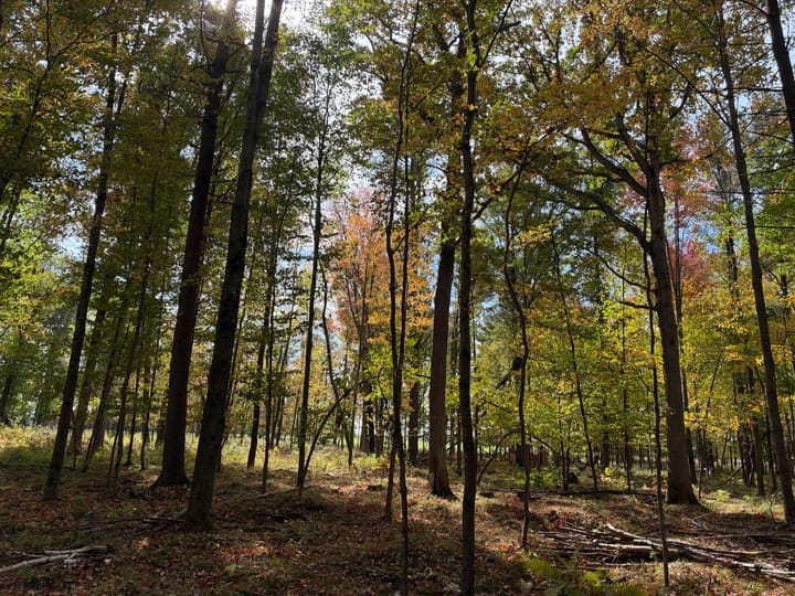 Wood Wi 80 Acres Land For Sale Property19