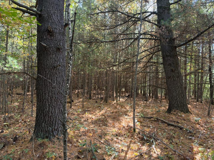 Wood Wi 80 Acres Land For Sale Property10