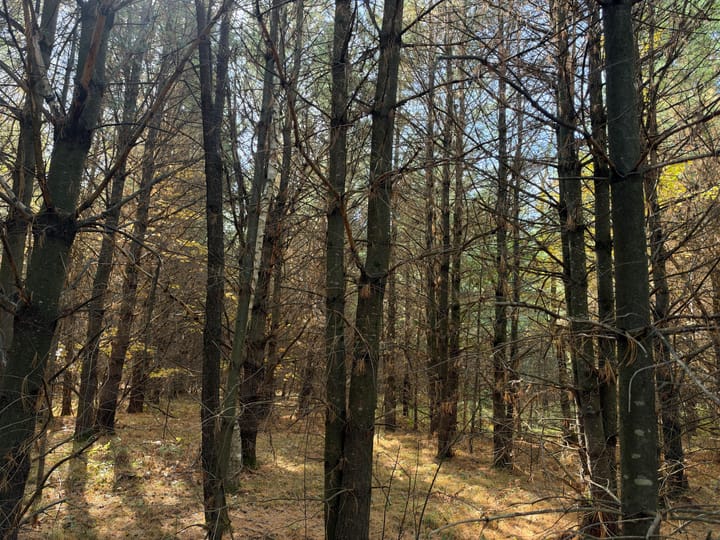 Wood Wi 80 Acres Land For Sale Property11