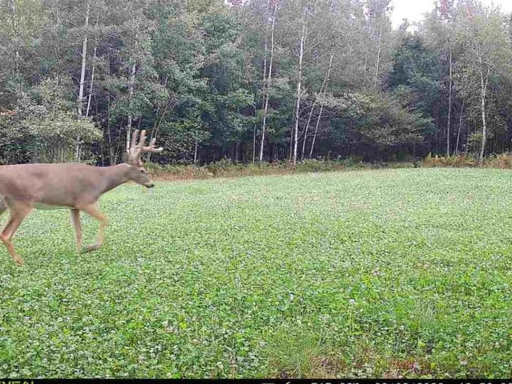 Wood Wi 80 Acres Land For Sale Wildlife8