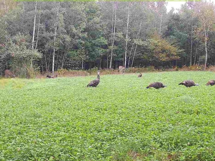 Wood Wi 80 Acres Land For Sale Wildlife1