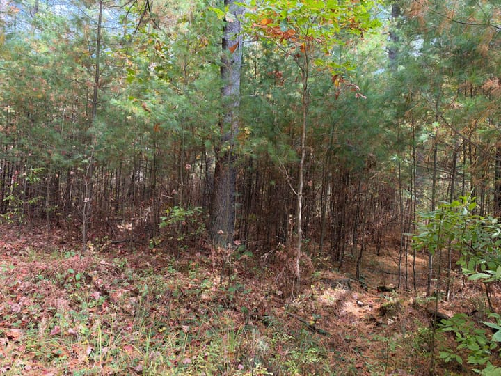 Wood Wi 80 Acres Land For Sale Property21