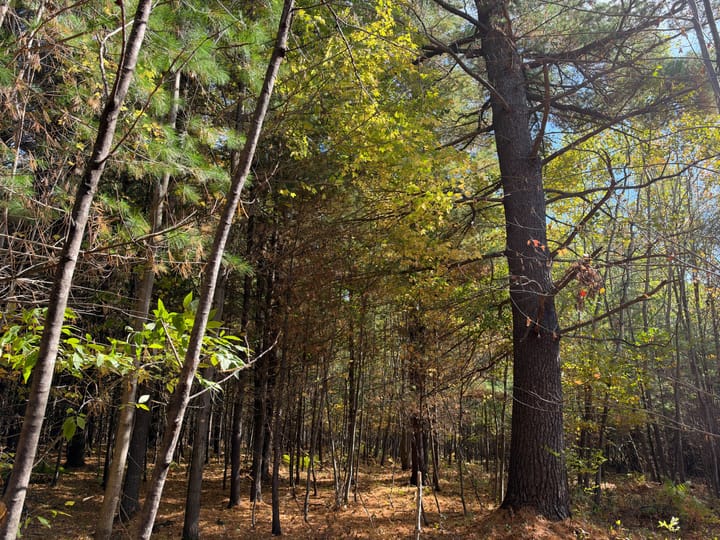 Wood Wi 80 Acres Land For Sale Property16