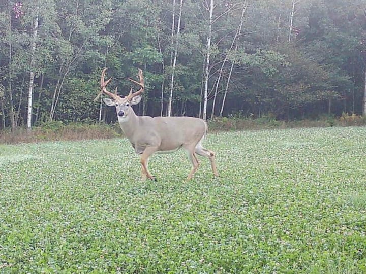 Wood Wi 80 Acres Land For Sale Wildlife7
