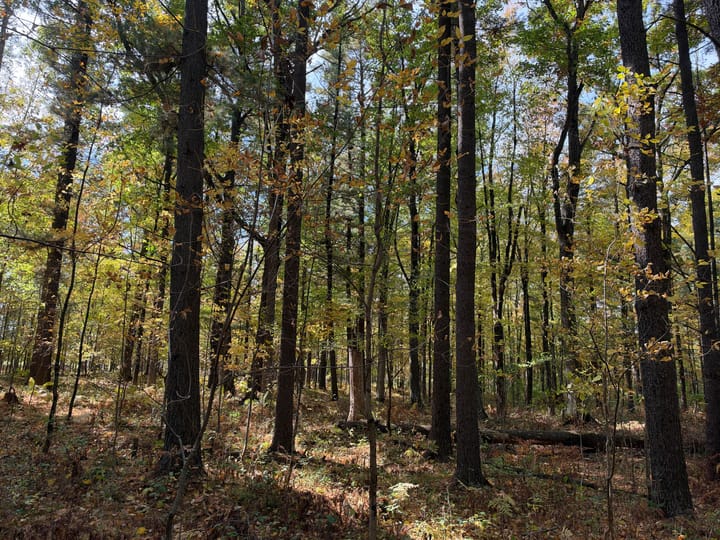 Wood Wi 80 Acres Land For Sale Property18