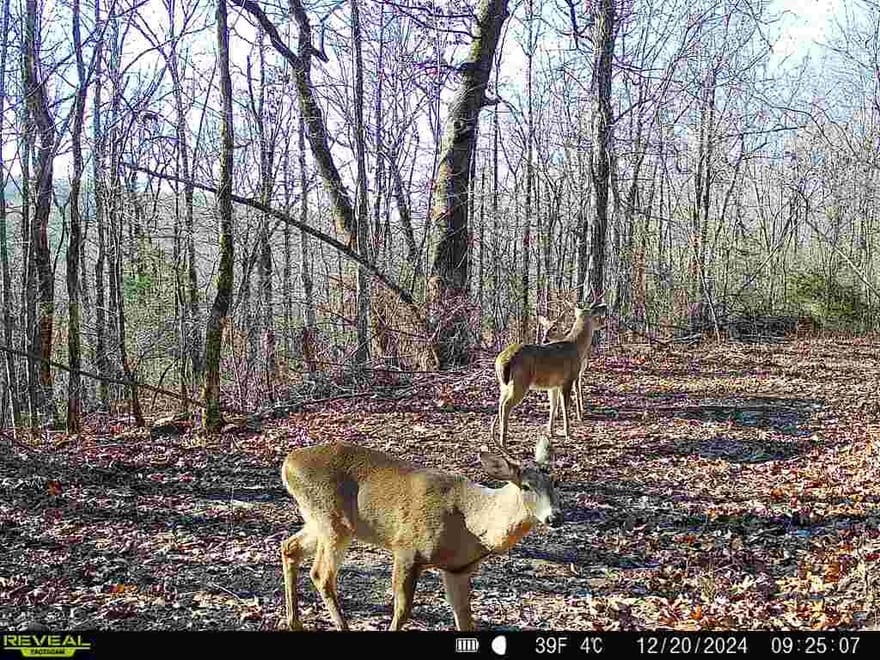 80 +/- Acres, Hunting Property, Wooded, Leslie, Arkansas, Stone County