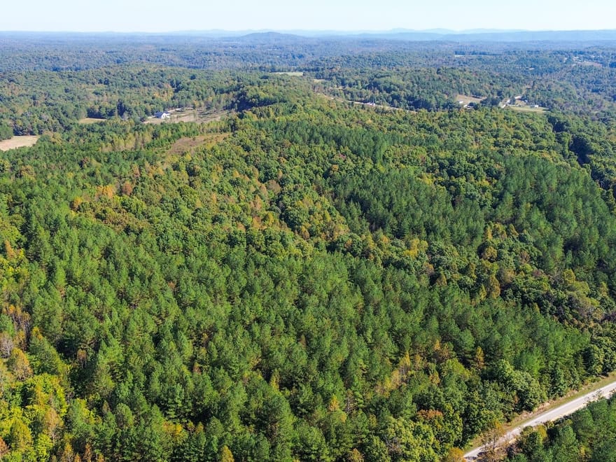 Sunbright Wooded Homesite & Hunting