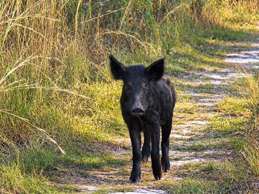 40-Acre North Florida Hunting Camp – Ready for Your Next Adventure!