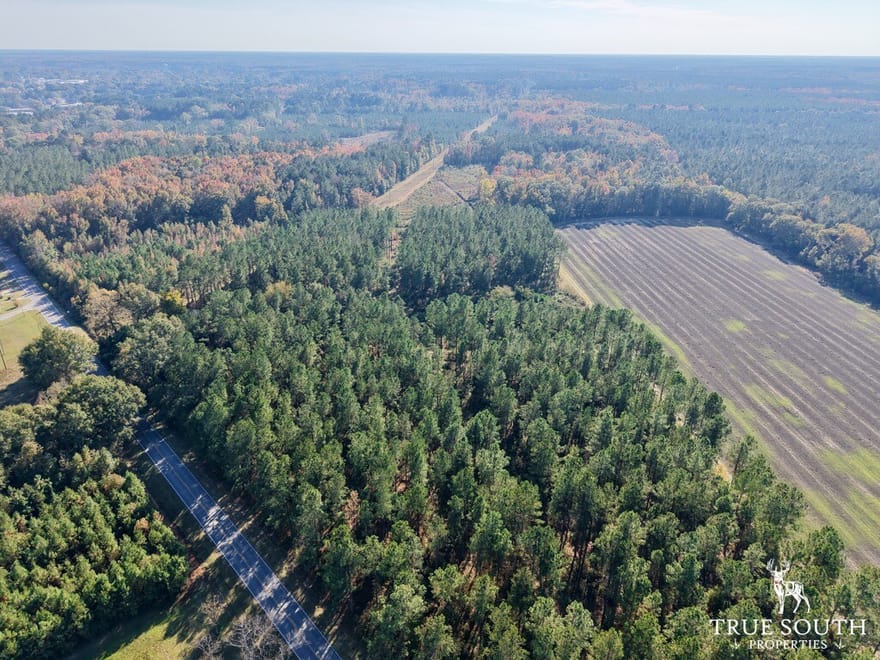 Bamberg SC Hunting Timber Undeveloped Land