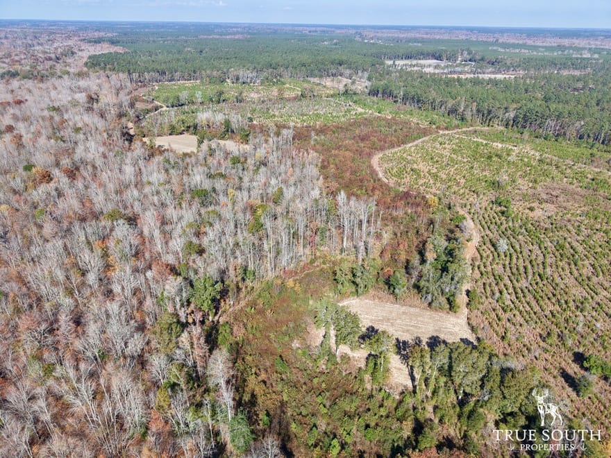 Hampton Co. Whippy Swamp Hunting / Timber Land SC