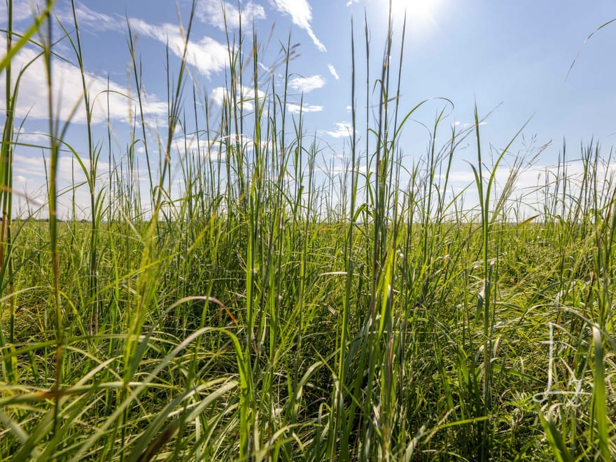 Premier Flint Hills Grass Quarter with Outstanding Water