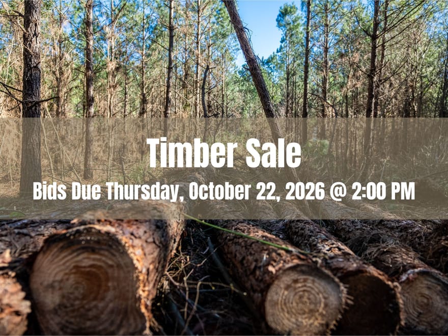 Panola Co., TX 115 acre Clean Harvest Timber Sale
