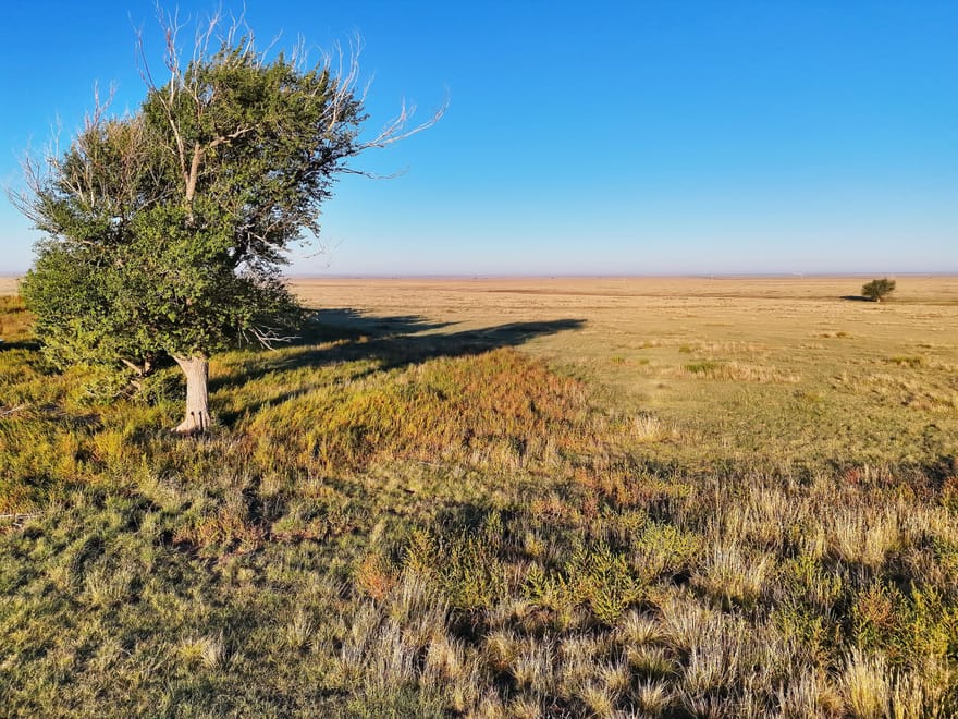 Fenced Pasture with Shelter Belt & Wind Development Lease