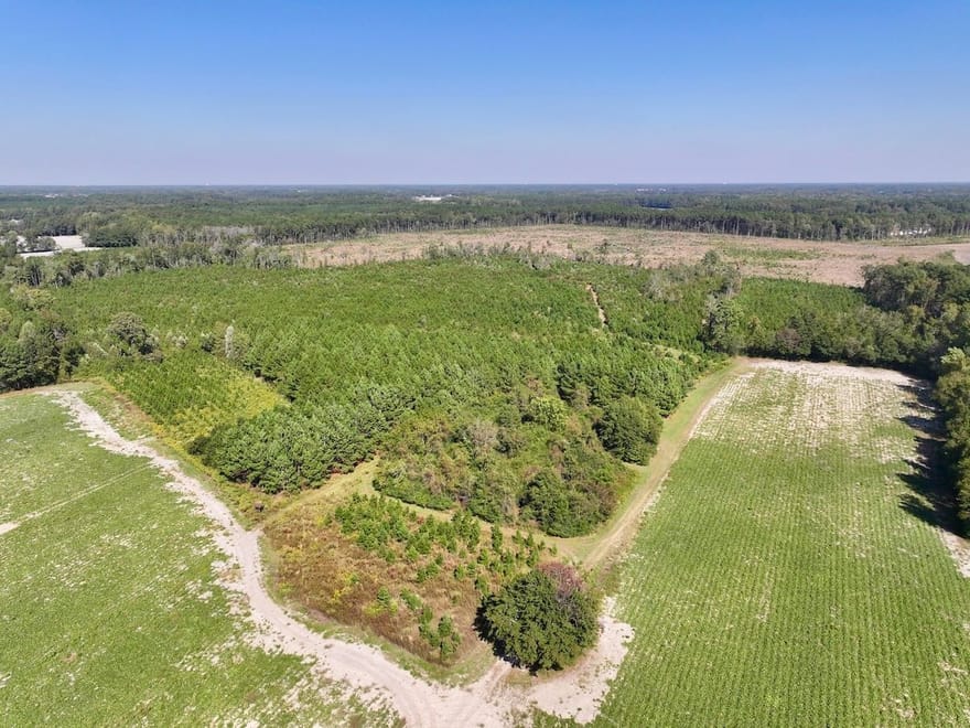 43.6 acres of Timberland for Sale in Pitt County NC!