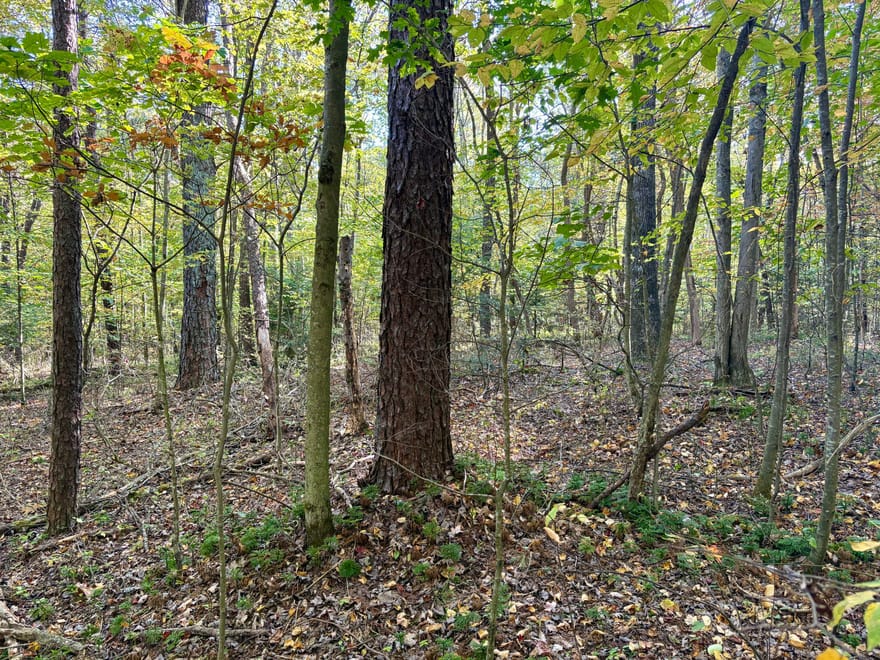 Dinner Bell Rd. (Parcel 3) 10+/- Acres