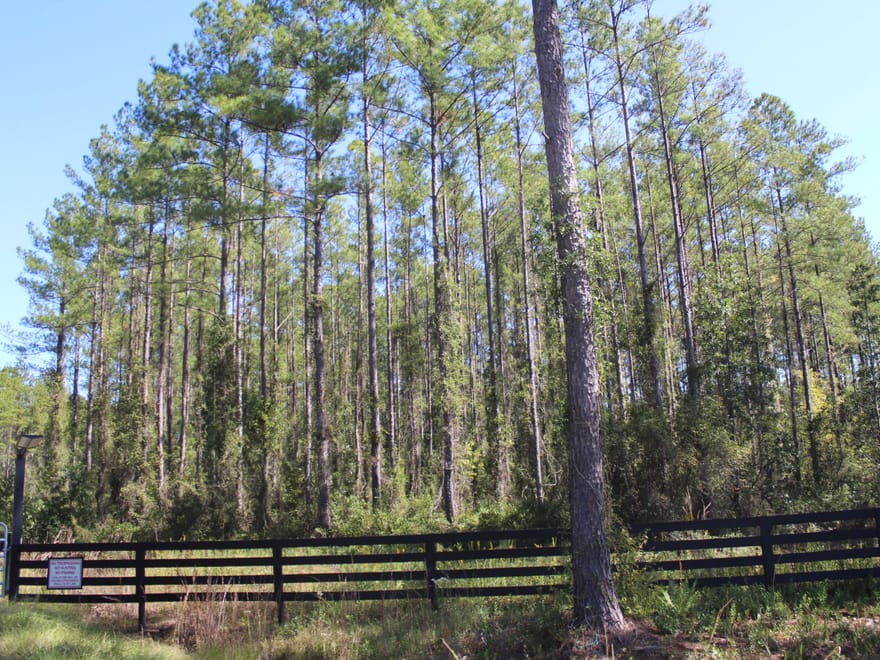 22.77 Acres For Sale In CamdenCounty