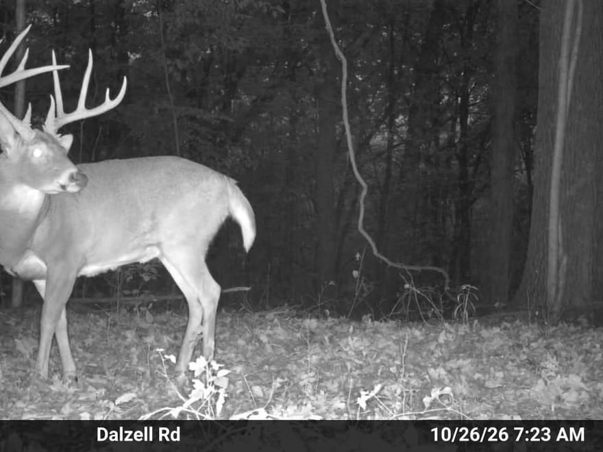 Dalzell Rd - 40 Acres
