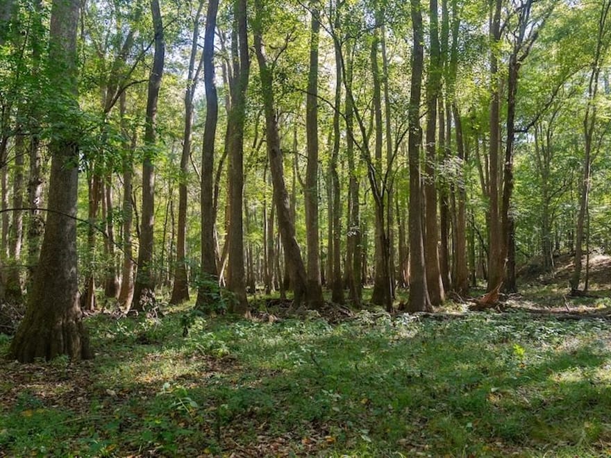 588.38± acres of Farmland, Timberland, & Recreational Land For Sale in Halifax County NC!