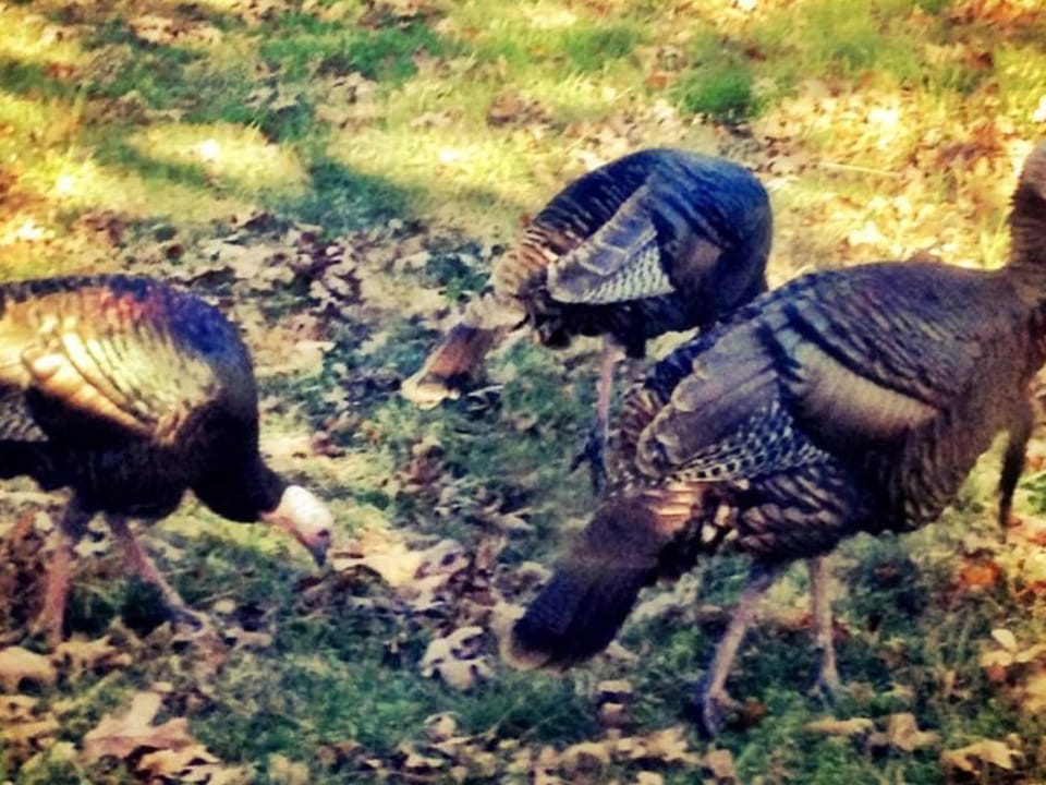 Okemah Lake Home