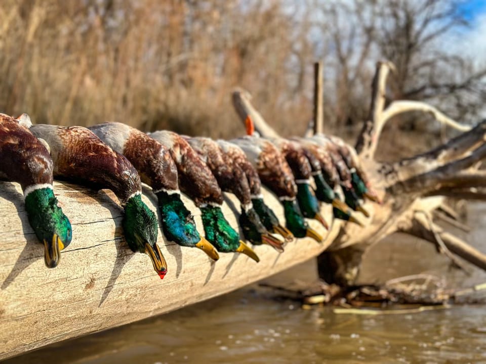 Mallard Mountain Ranch