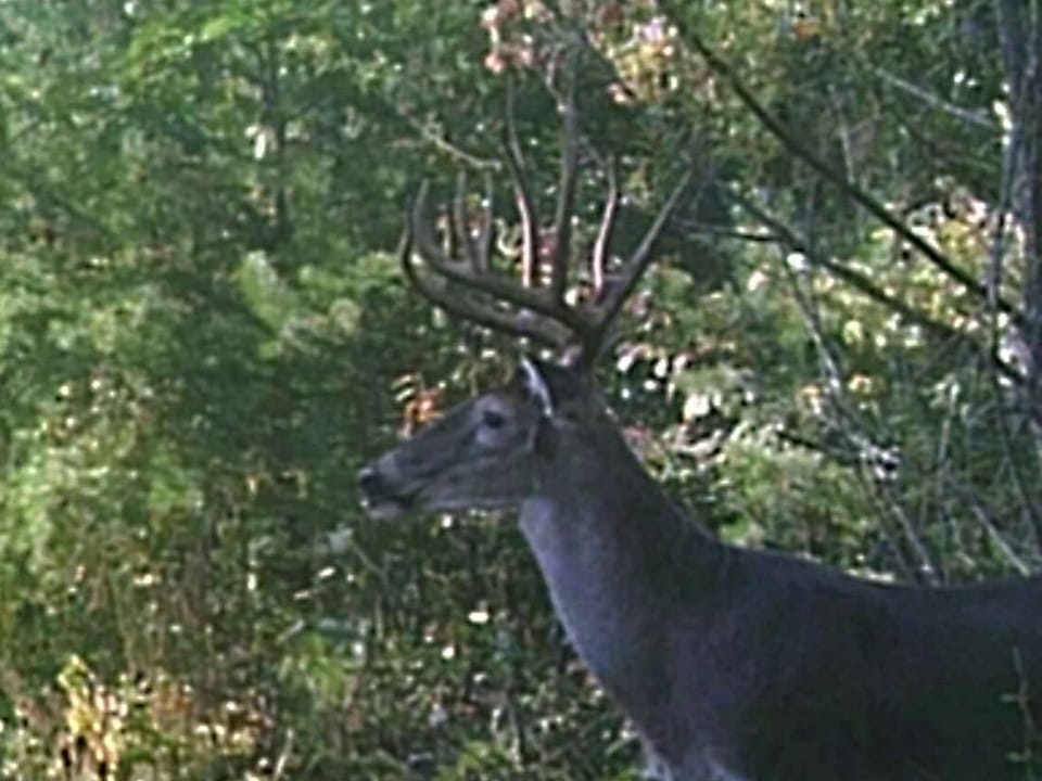 Stockholm Hunting Camp