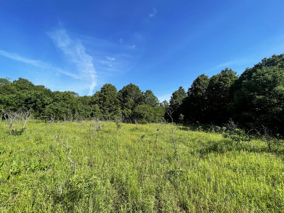 Incredible Oak Timber Parcel