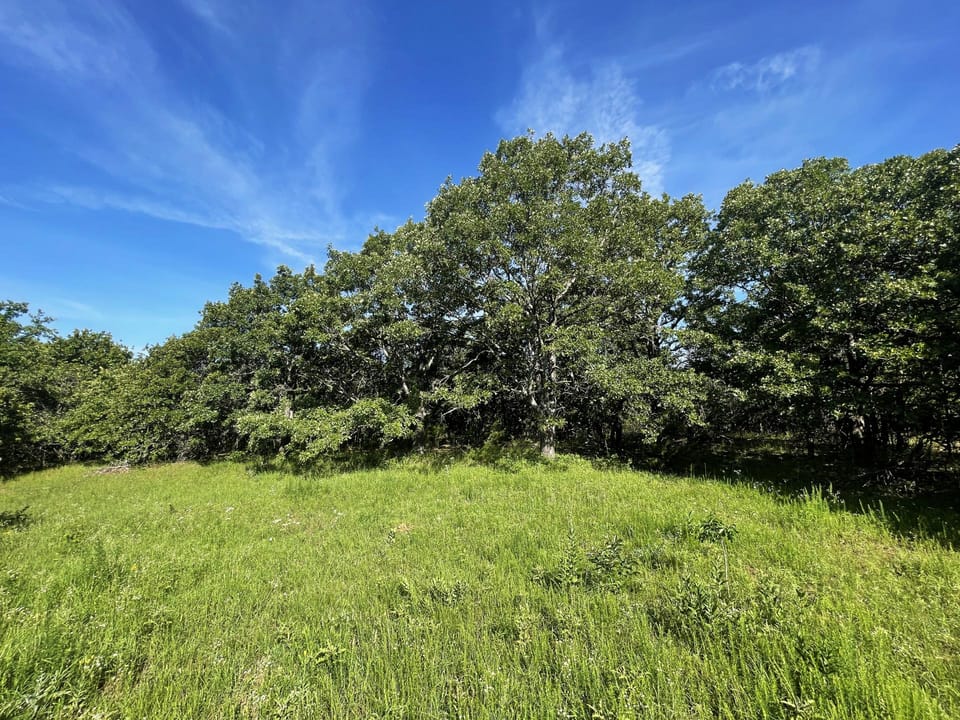 Incredible Oak Timber Parcel