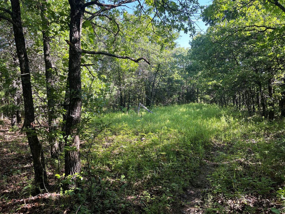 Incredible Oak Timber Parcel