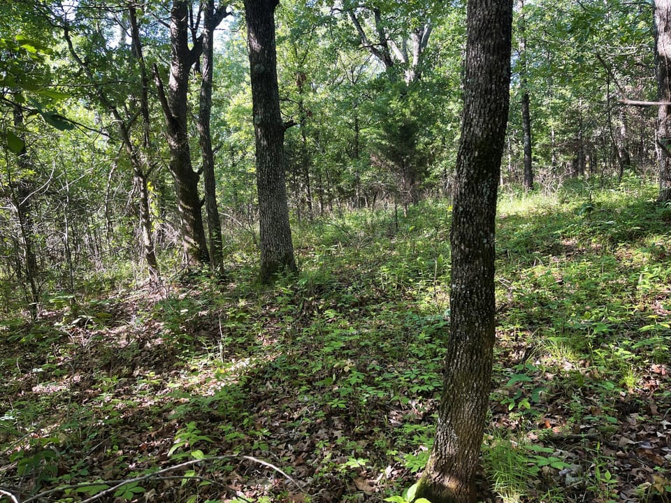 Incredible Oak Timber Parcel