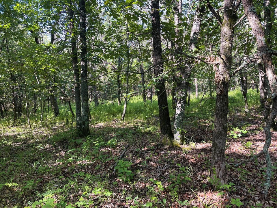Incredible Oak Timber Parcel