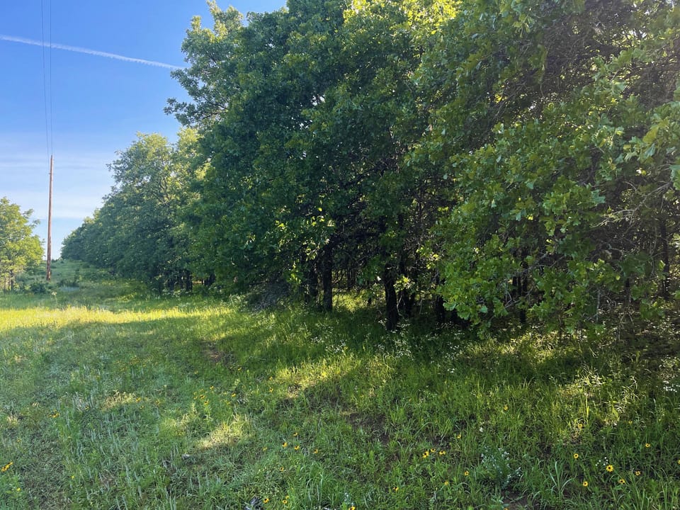 Incredible Oak Timber Parcel