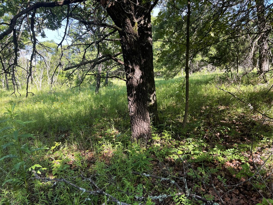 Incredible Oak Timber Parcel