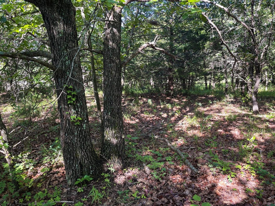 Incredible Oak Timber Parcel