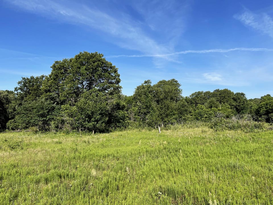 Incredible Oak Timber Parcel