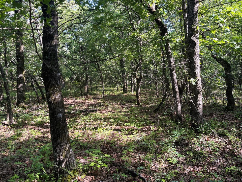 Incredible Oak Timber Parcel