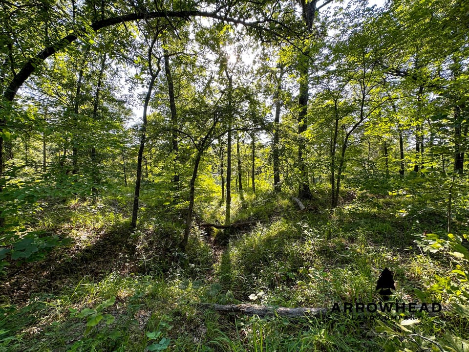 Timber Hunting with Elevated Topography