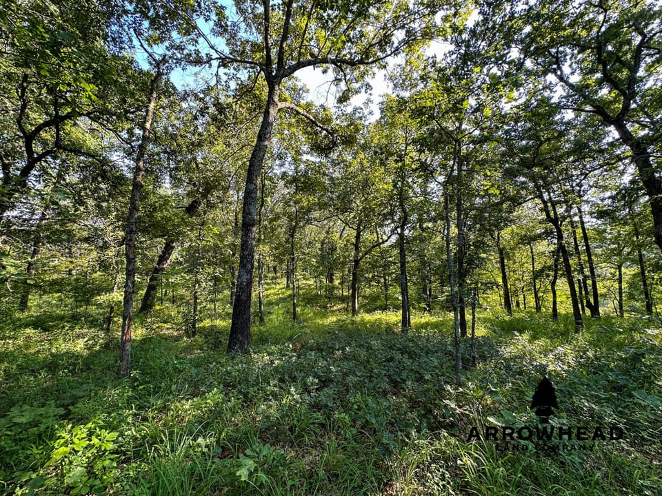 Timber Hunting with Elevated Topography