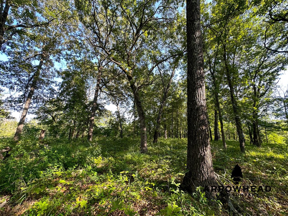 Timber Hunting with Elevated Topography