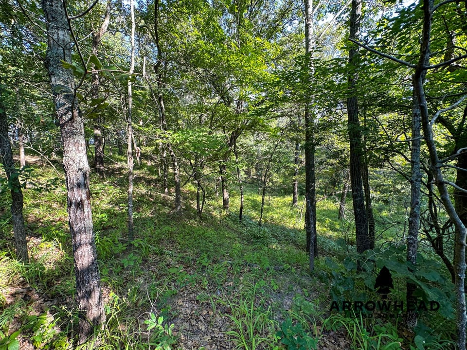 Timber Hunting with Elevated Topography