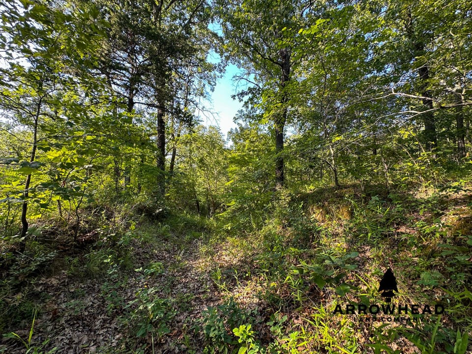 Timber Hunting with Elevated Topography