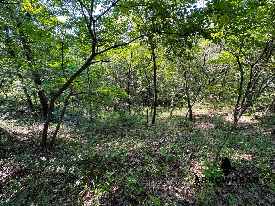 Timber Hunting with Elevated Topography
